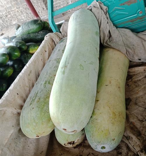 青圆冬瓜种植方法是什么？如何确保高产？