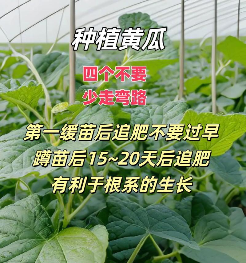 青圆冬瓜种植方法是什么？如何确保高产？