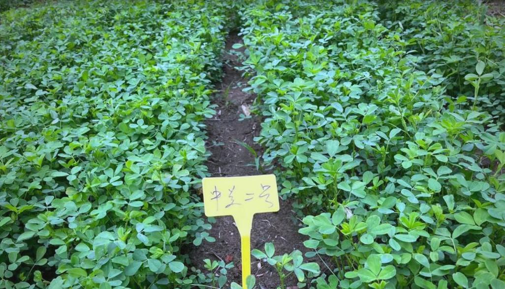 苜蓿草怎么种植方法？步骤和注意事项是什么？