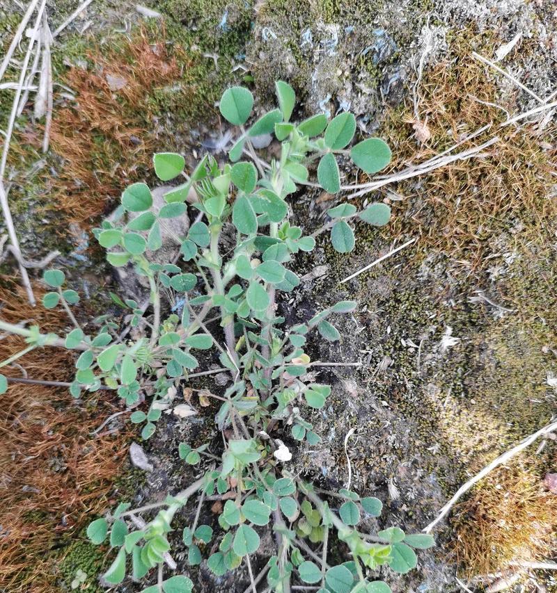 苜蓿草怎么种植方法？步骤和注意事项是什么？