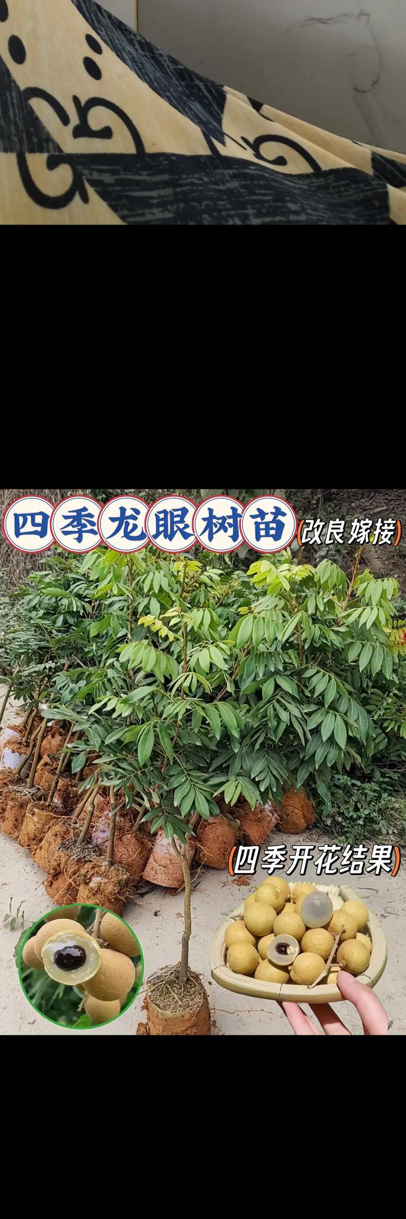 修剪枝条龙眼的最佳方法是什么？修剪后如何促进果实生长？