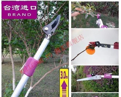 修剪枝条龙眼的最佳方法是什么？修剪后如何促进果实生长？