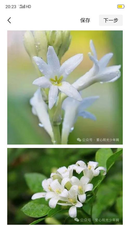 104朵花的寓意是什么意思？花语背后的含义是什么？