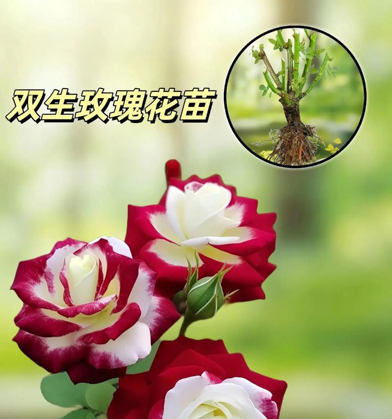 104朵花的寓意是什么意思？花语背后的含义是什么？