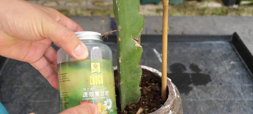 荷花烂了怎么修剪枝条？修剪后如何护理以促进恢复？