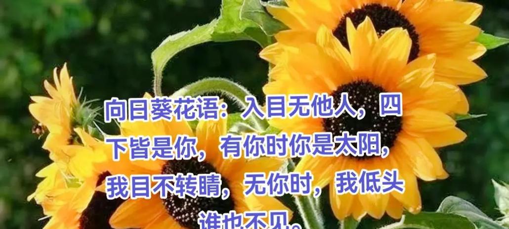 104朵花代表什么？104朵花的寓意和象征意义是什么？
