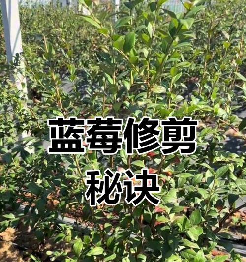 蓝莓小树修剪枝条的最佳时机是什么时候？如何正确修剪？