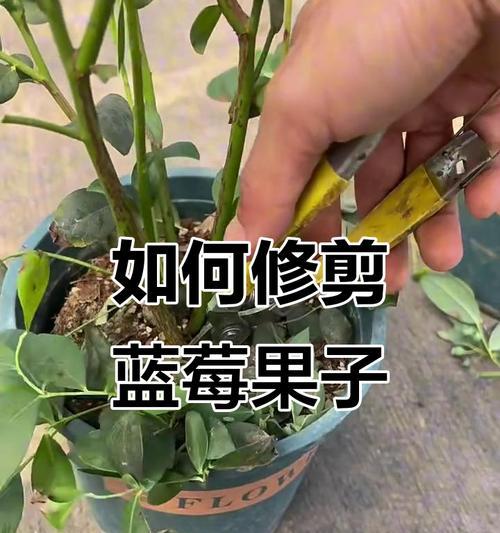 蓝莓小树修剪枝条的最佳时机是什么时候？如何正确修剪？