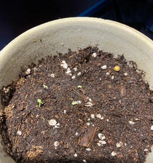 火龙果籽催芽方法是什么？需要多长时间才能发芽？