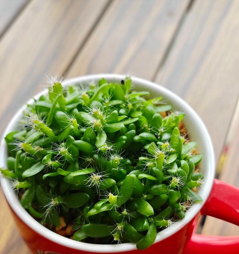 火龙果籽催芽方法是什么？需要多长时间才能发芽？