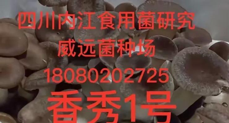 香秀菇菌种怎么种植方法？种植过程中需要注意哪些问题？