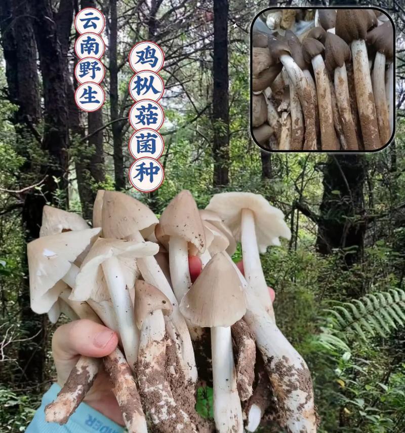 香秀菇菌种怎么种植方法？种植过程中需要注意哪些问题？