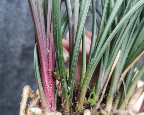 兰花大盆种植方法是什么？如何正确放置兰花？