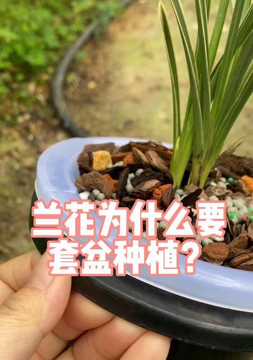 兰花大盆种植方法是什么？如何正确放置兰花？