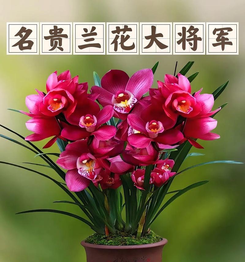 兰花大盆种植方法是什么？如何正确放置兰花？