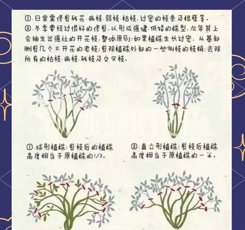 修剪枝条月季的最佳方法是什么？修剪后如何促进新芽生长？
