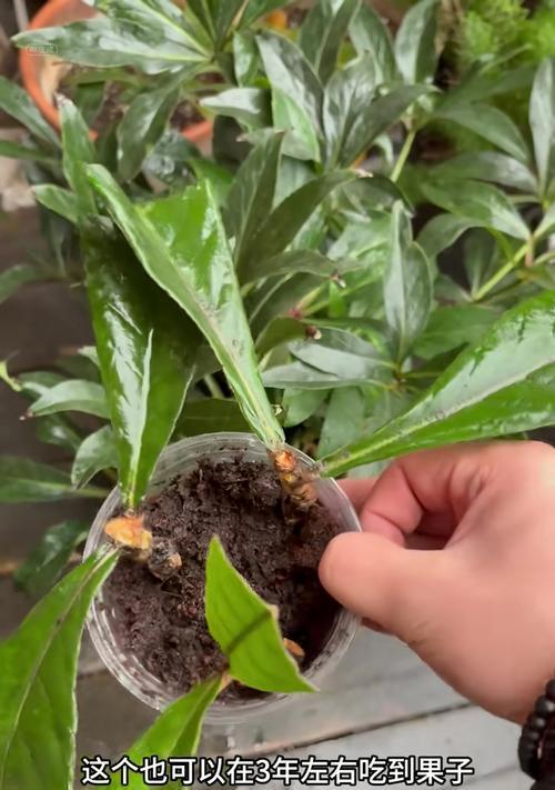 枇杷树修剪枝条的最佳方法是什么？修剪后需要注意什么？