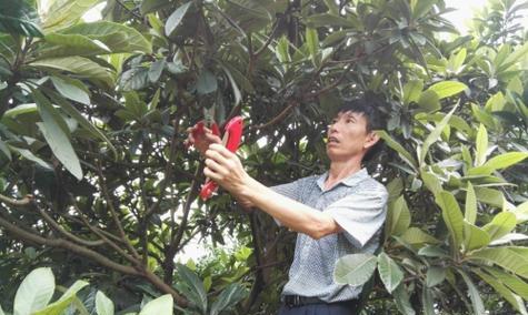 枇杷树修剪枝条的最佳方法是什么？修剪后需要注意什么？