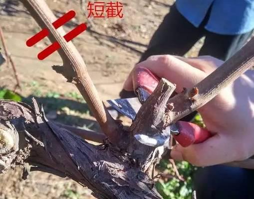 常青树剪枝怎么修剪枝条？修剪的最佳时间是什么时候？