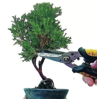 常青树剪枝怎么修剪枝条？修剪的最佳时间是什么时候？