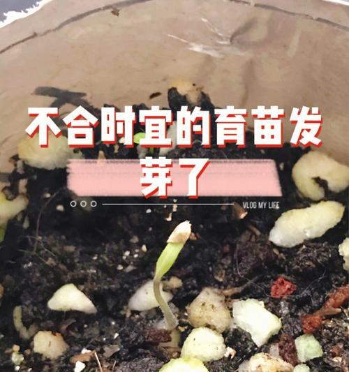 甜杆杆催芽方法是什么？需要多长时间才能发芽？