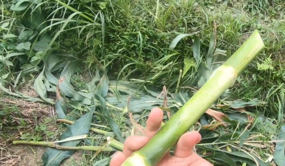 甜杆杆催芽方法是什么？需要多长时间才能发芽？