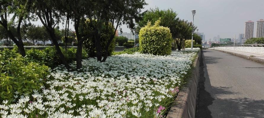 葱兰催芽方法有哪些？如何快速让葱兰发芽？
