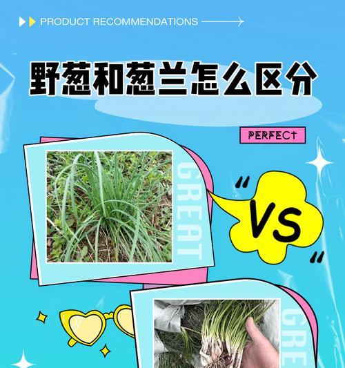 葱兰催芽方法有哪些？如何快速让葱兰发芽？
