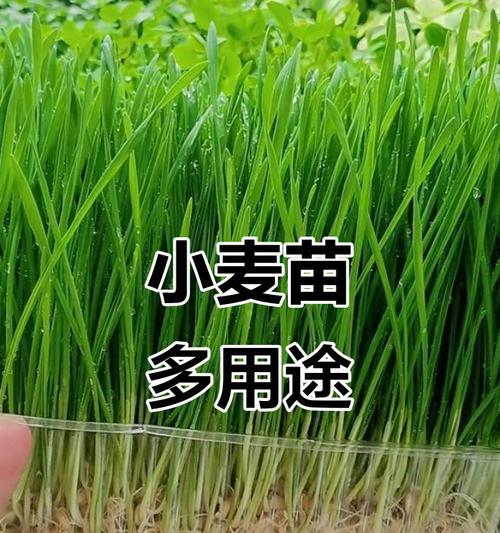 麦苗怎么在家种植方法？需要哪些步骤和注意事项？