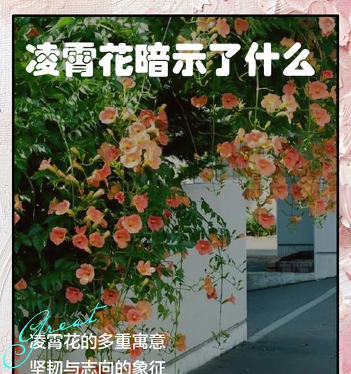 104朵花的寓意是什么意思？花语解读与送花指南？