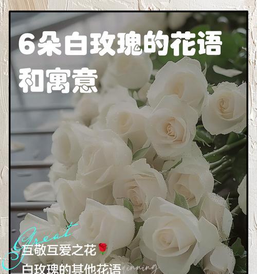 104朵花的寓意是什么意思？花语背后隐藏的深层含义是什么？