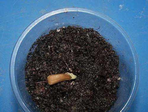 小兰花打催芽剂效果如何？使用方法是什么？