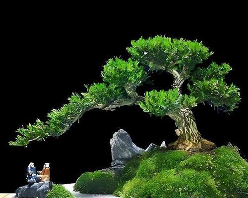 黄杨催芽方法是什么？如何正确养护黄杨？