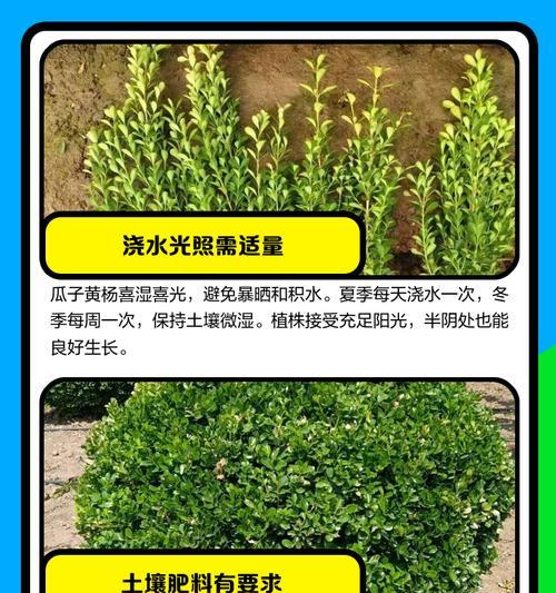 黄杨催芽方法是什么？如何正确养护黄杨？
