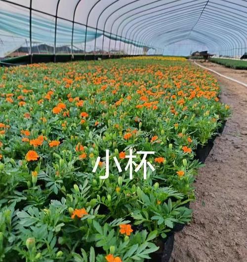 孔雀草种植方法有哪些？如何快速让它长得快？
