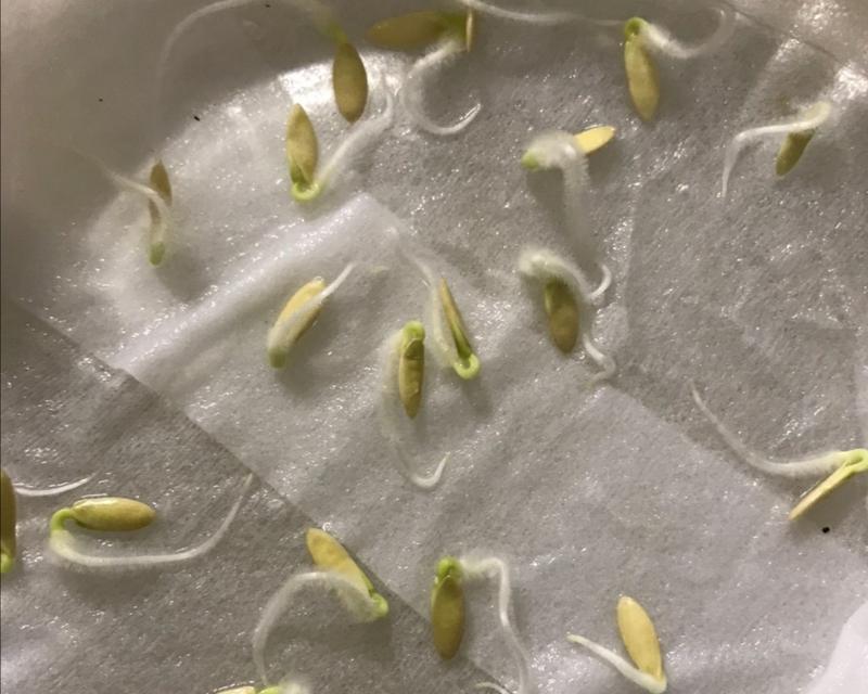 墨西哥铁树催芽方法是什么？需要多长时间才能发芽？