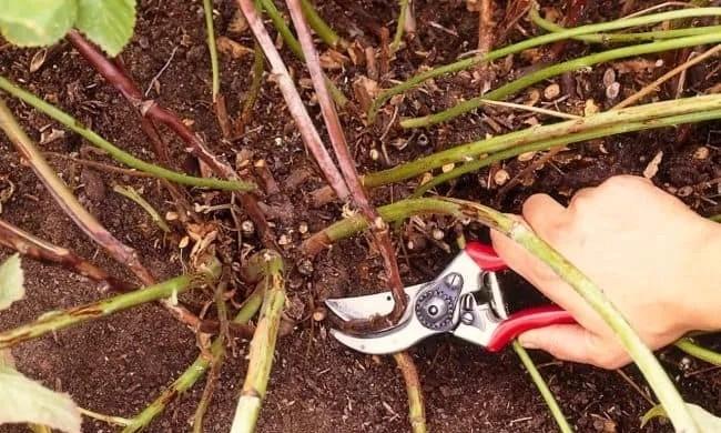 家养蓝莓修剪枝条的最佳时机是什么时候？如何正确修剪？