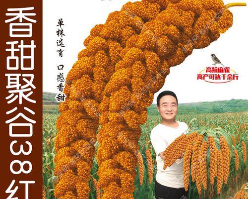 小米种子催芽方法是什么？需要多长时间才能发芽？