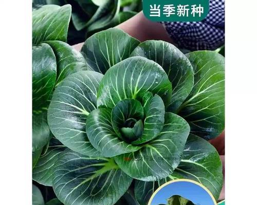 大头青种子催芽方法是什么？需要多长时间才能发芽？