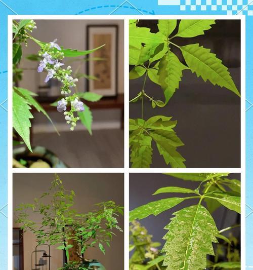 黄荆生桩催芽的最佳方法是什么？如何提高催芽成功率？