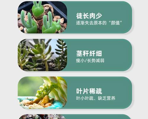 花种子催芽素使用方法是什么？常见问题有哪些？