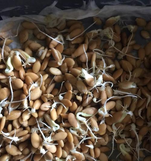 冬瓜催芽苗子的最佳方法是什么？如何确保苗子健康成长？