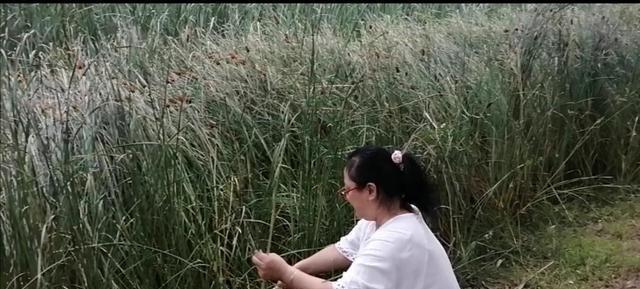 芦苇修剪枝叶的最佳时机是什么时候？如何正确修剪芦苇？