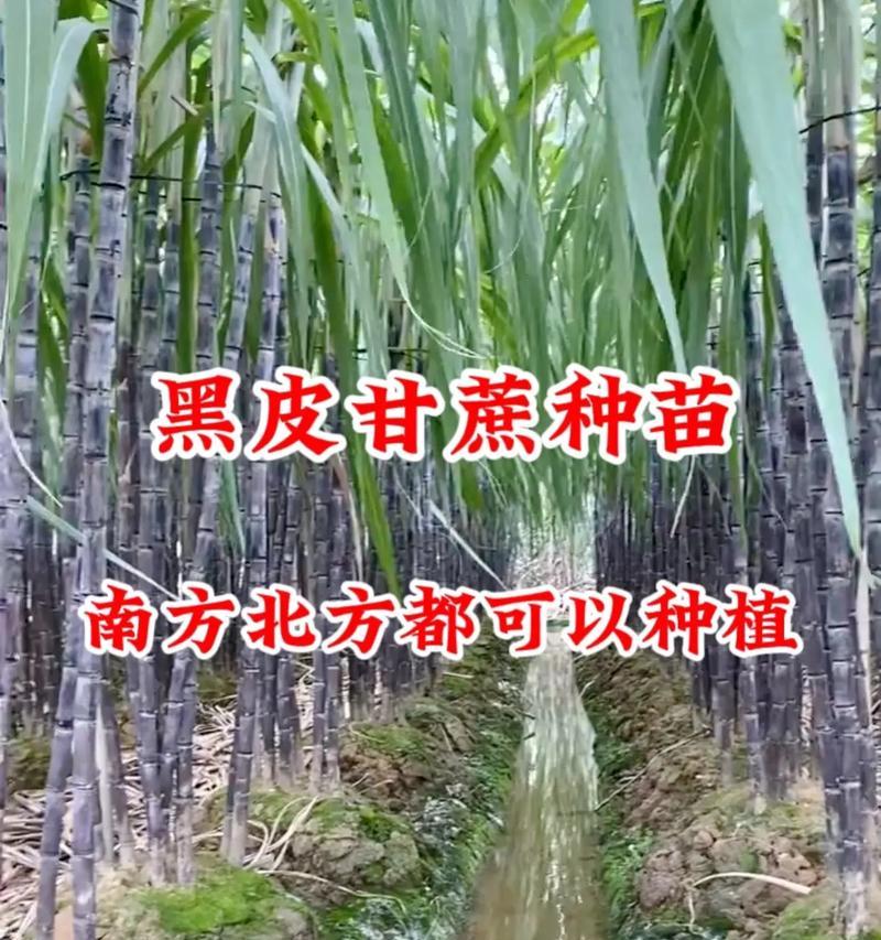 北方甘蔗种植方法步骤是什么？如何确保种植成功？