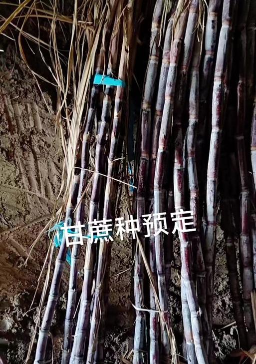 北方甘蔗种植方法步骤是什么？如何确保种植成功？