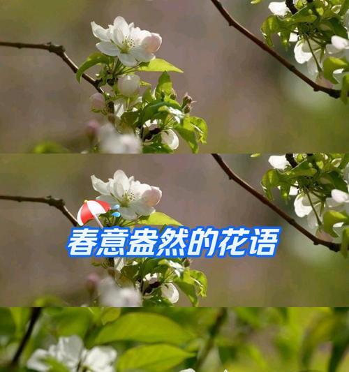 枫叶颜色花语是什么？如何解读枫叶的浪漫含义？