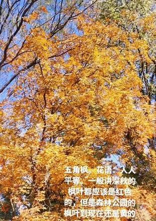 枫叶颜色花语是什么？如何解读枫叶的浪漫含义？