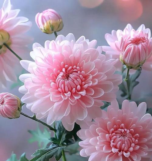 象征惩恶扬善的花是什么花？这种花的寓意和特点有哪些？