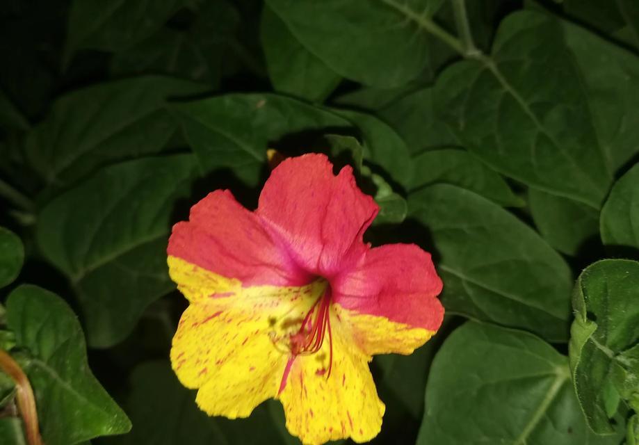 象征惩恶扬善的花是什么花？这种花的寓意和特点有哪些？