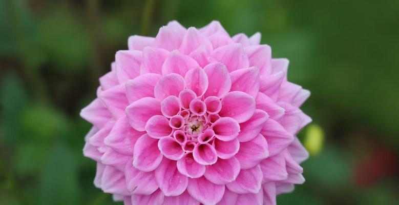 象征惩恶扬善的花是什么花？这种花的寓意和特点有哪些？